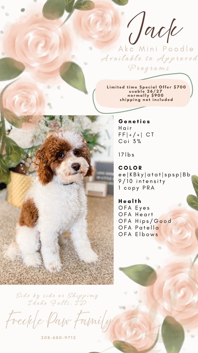 AKC Miniature Poodle Stud - Jack (17 lbs, Health Tested)