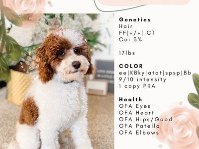 AKC Miniature Poodle Stud - Jack (17 lbs, Health Tested)