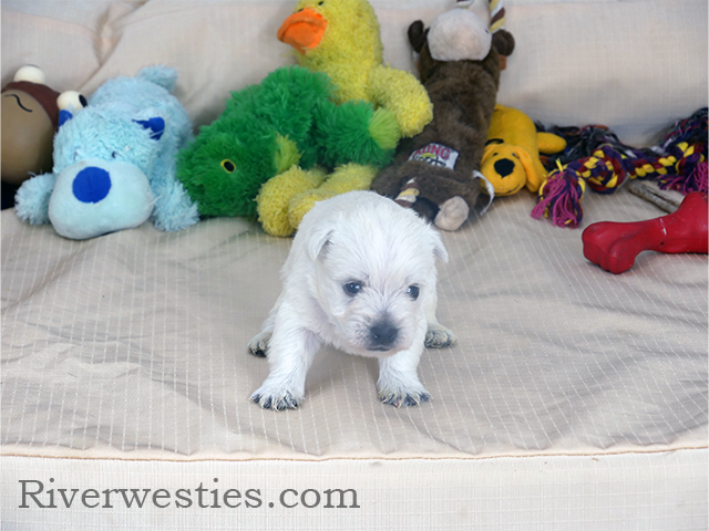 West Highland Terrier puppies AKC (westie)