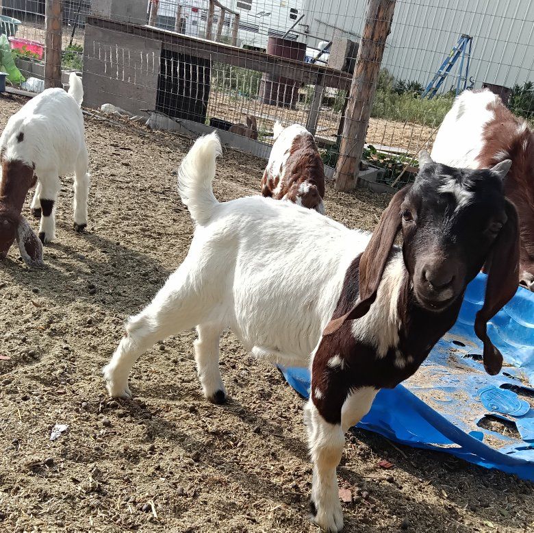 abga 100% doeling sale/trade