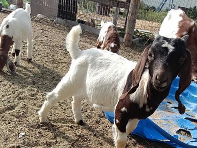 abga 100% doeling sale/trade