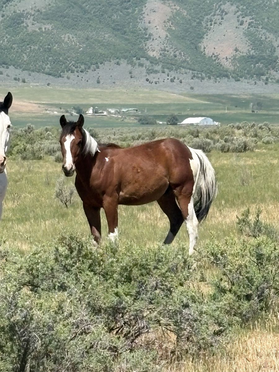 2025 Flashy Tri-Color Ranch/Trail Gelding Prospect Tobiano
