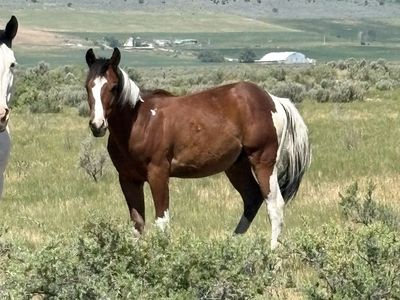 2025 Flashy Tri-Color Ranch/Trail Gelding Prospect Tobiano