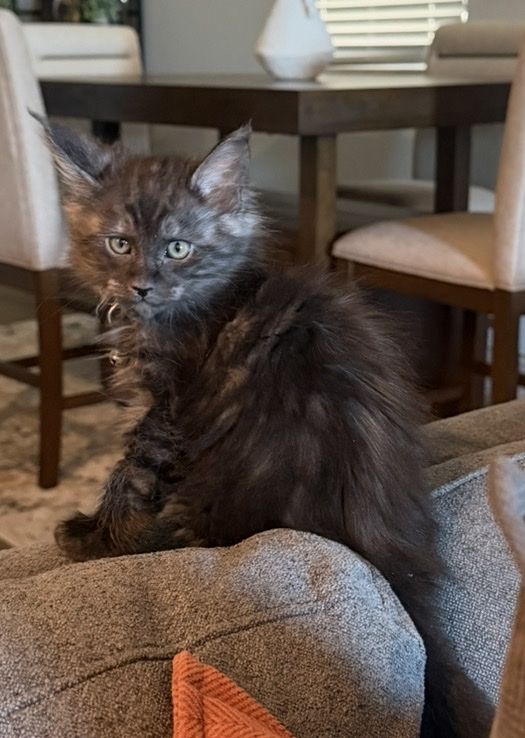 Maine Coon Kittens