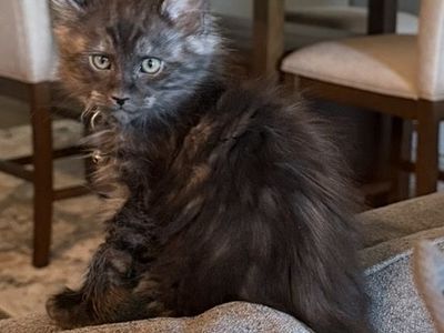 Maine Coon Kittens