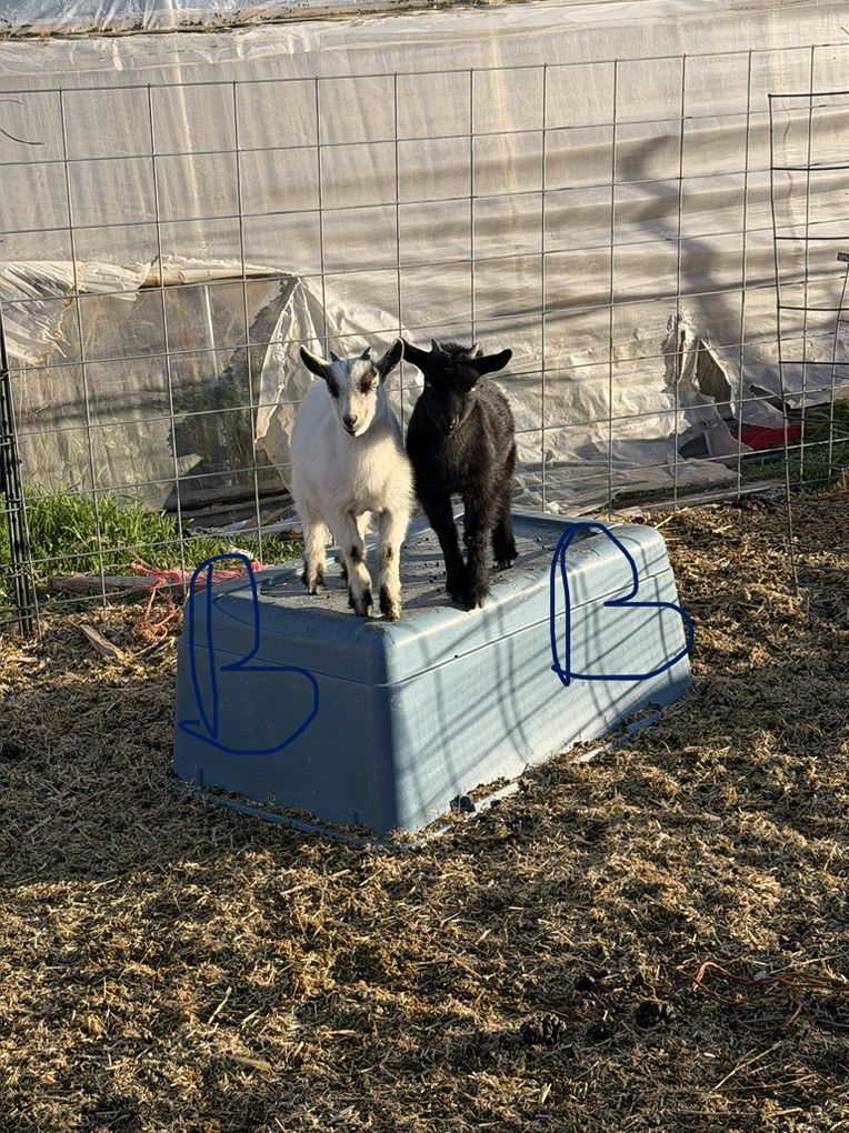 Nigerian Dwarf Goat Kids