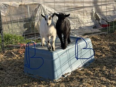 Nigerian Dwarf Goat Kids