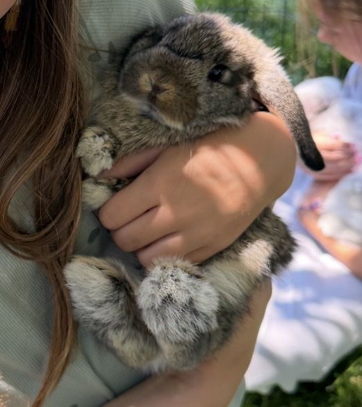Cute Lop Eared Bunny - Adorable and Playful Pet Rabbit for Sale