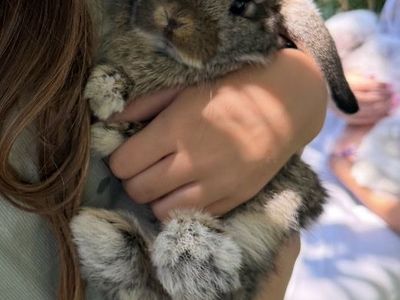 Cute Lop Eared Bunny - Adorable and Playful Pet Rabbit for Sale