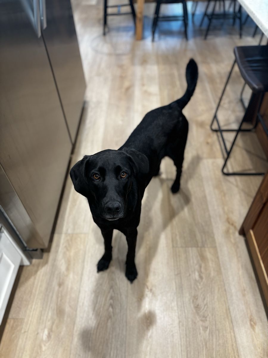 Black Lab Mix