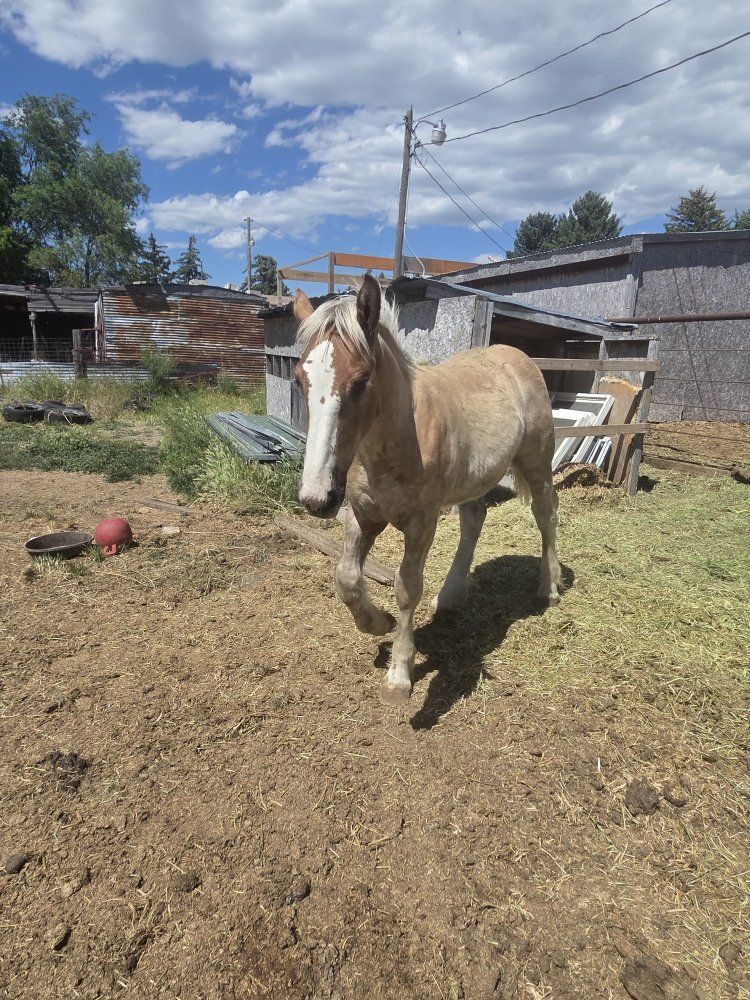 belgian draft stud colt
