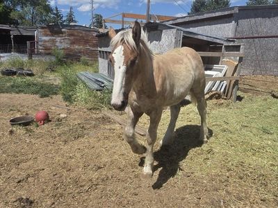 belgian draft stud colt