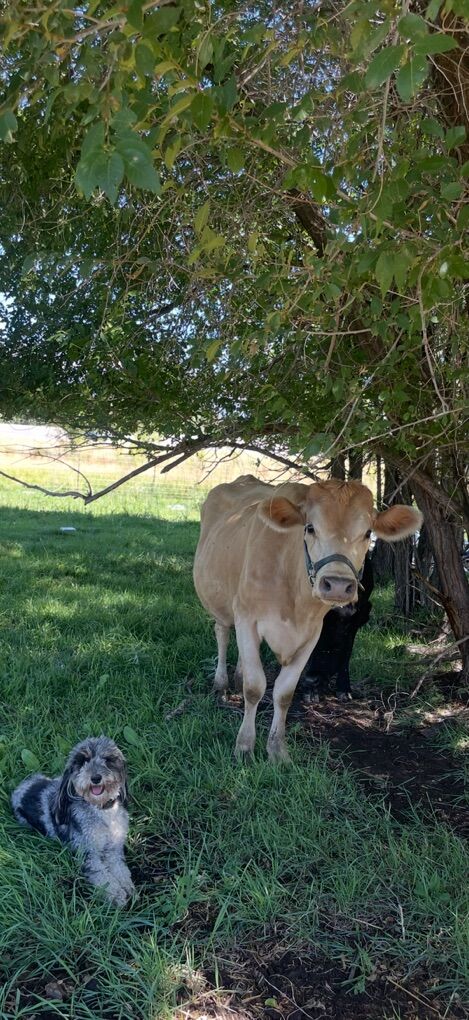 Raw Inspected Milk Available