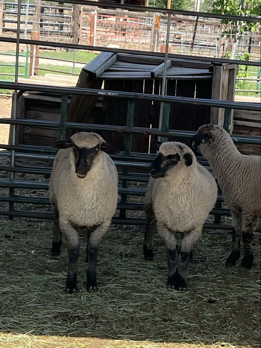 Show Sheep Starter Flock