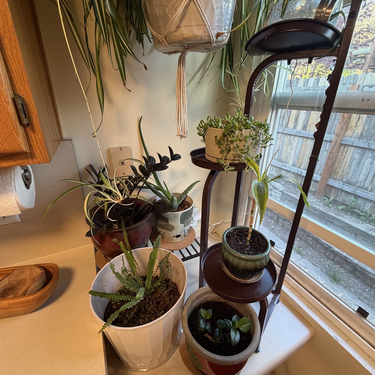House Plants for Sale