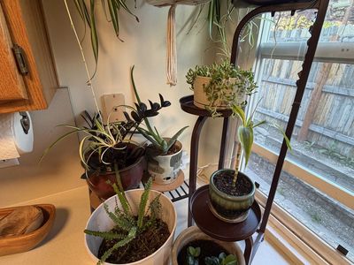 House Plants for Sale