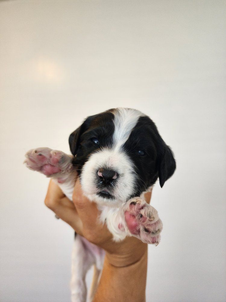 Mountain Sheepadoodle Puppies (Sheepadoodle x Bernedoodle)