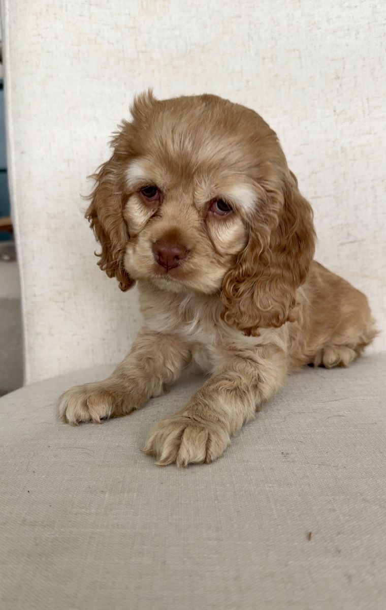 Sweet Cuddly Baby Boy Cocker Spaniel Puppy