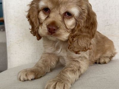 Sweet Cuddly Baby Boy Cocker Spaniel Puppy