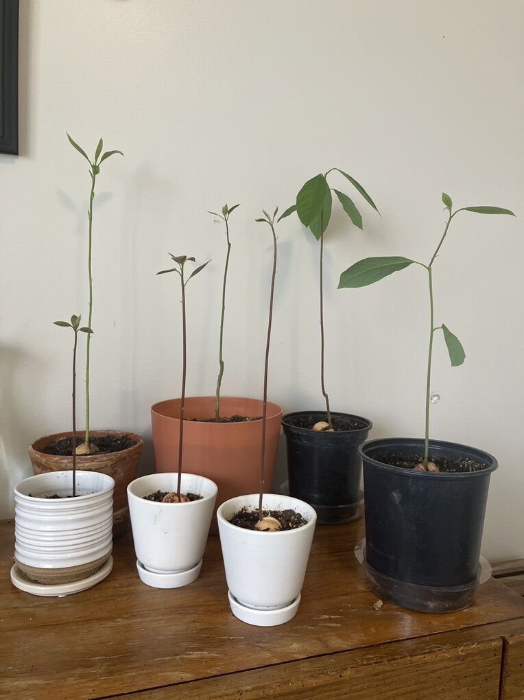 Avocado Plants /Trees