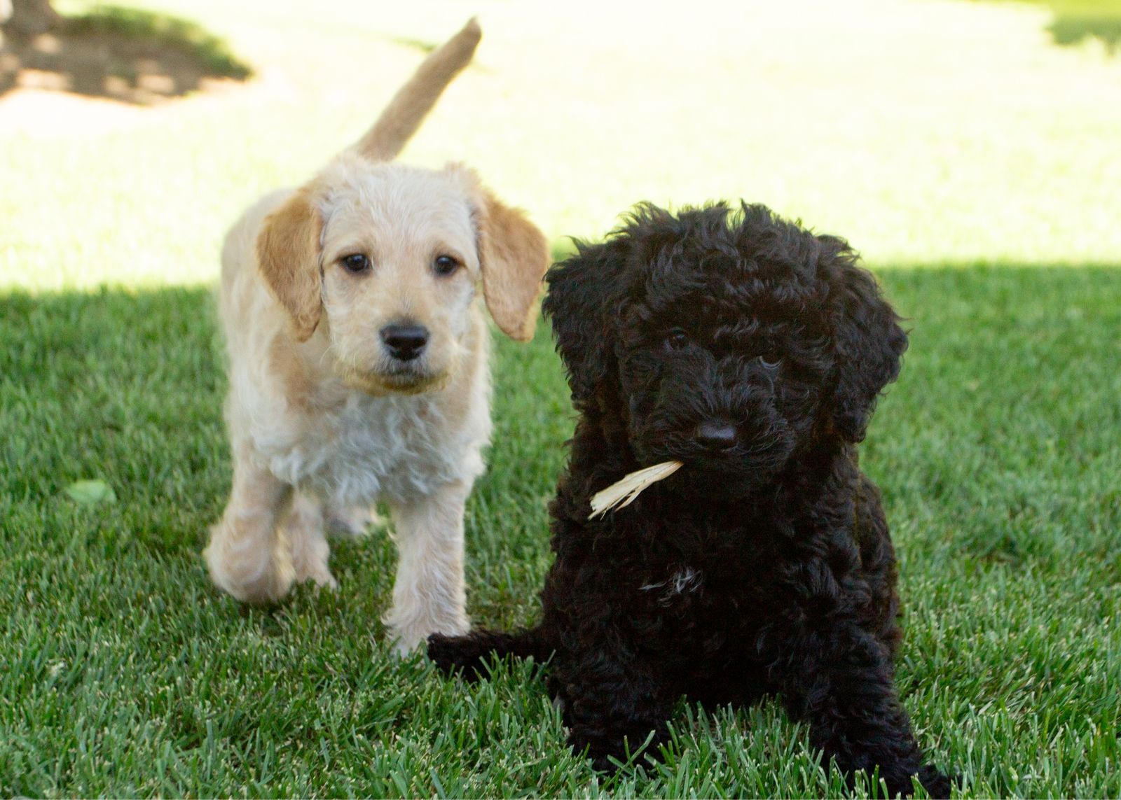Double Doodle Puppies