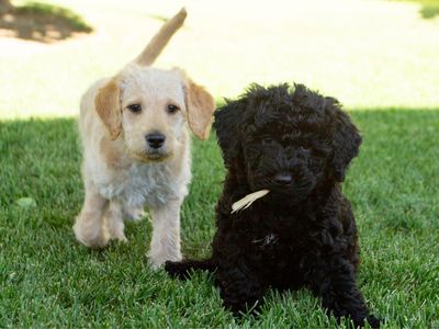 Double Doodle Puppies