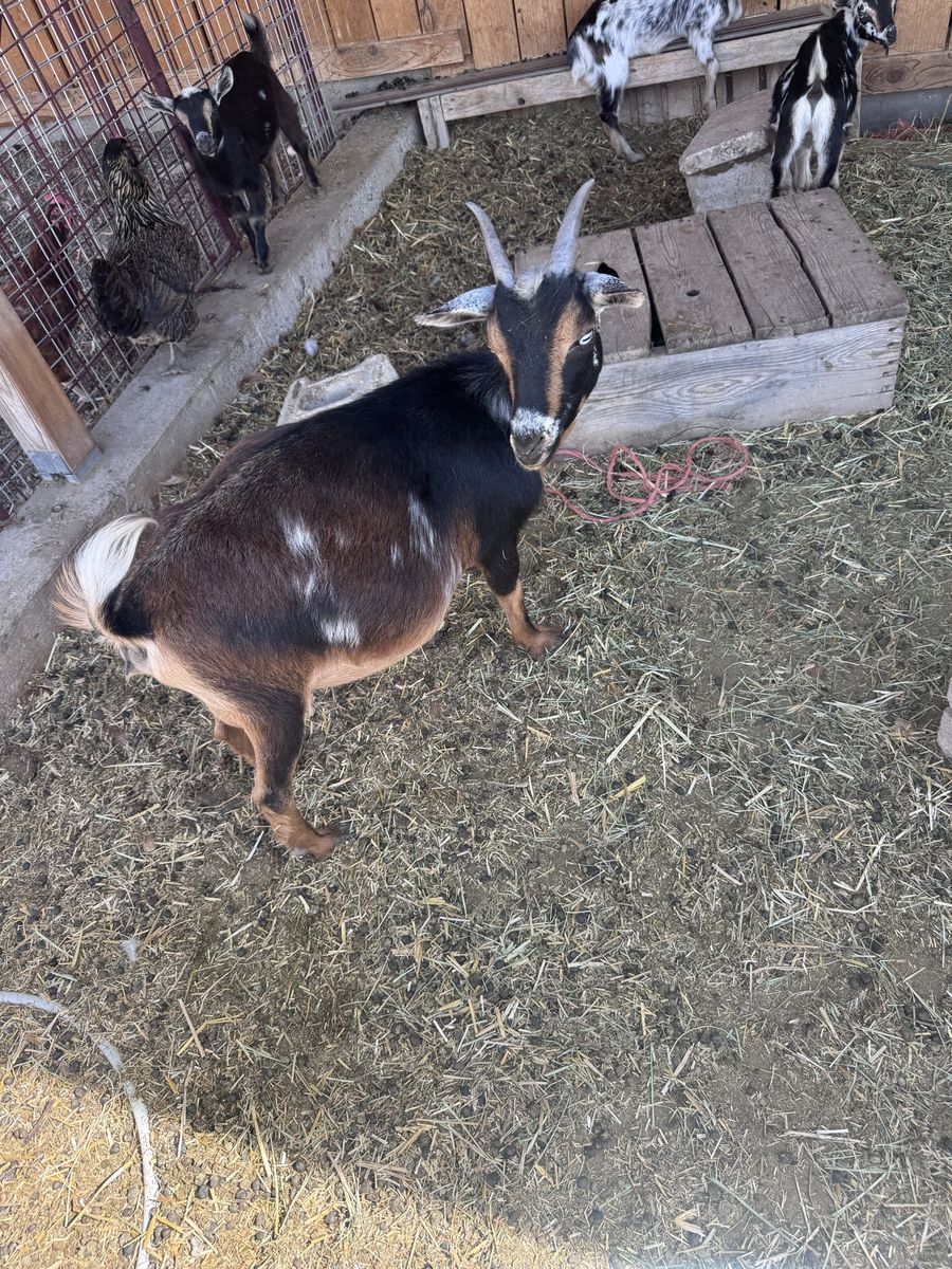 🥛Milk goat- Nigerian Dwarf. Steady supply-Ready to be milked!