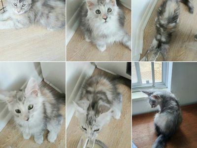European Maine Coons