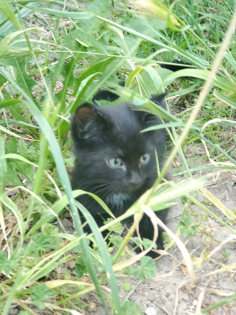 4 Black Kittens.
