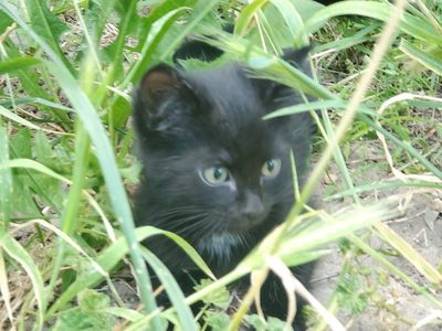 4 Black Kittens.