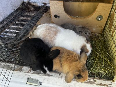Purebred Holland Lop Bunnies