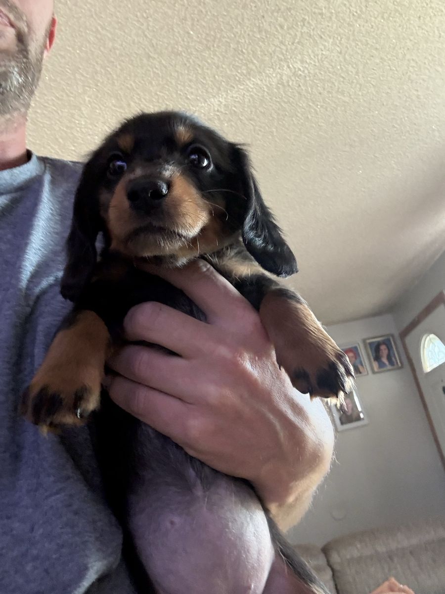 Dachshund puppies