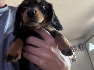 Dachshund puppies