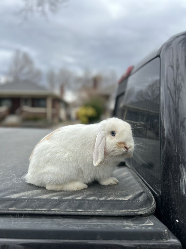 Holland Lop Doe Pedigree/proven