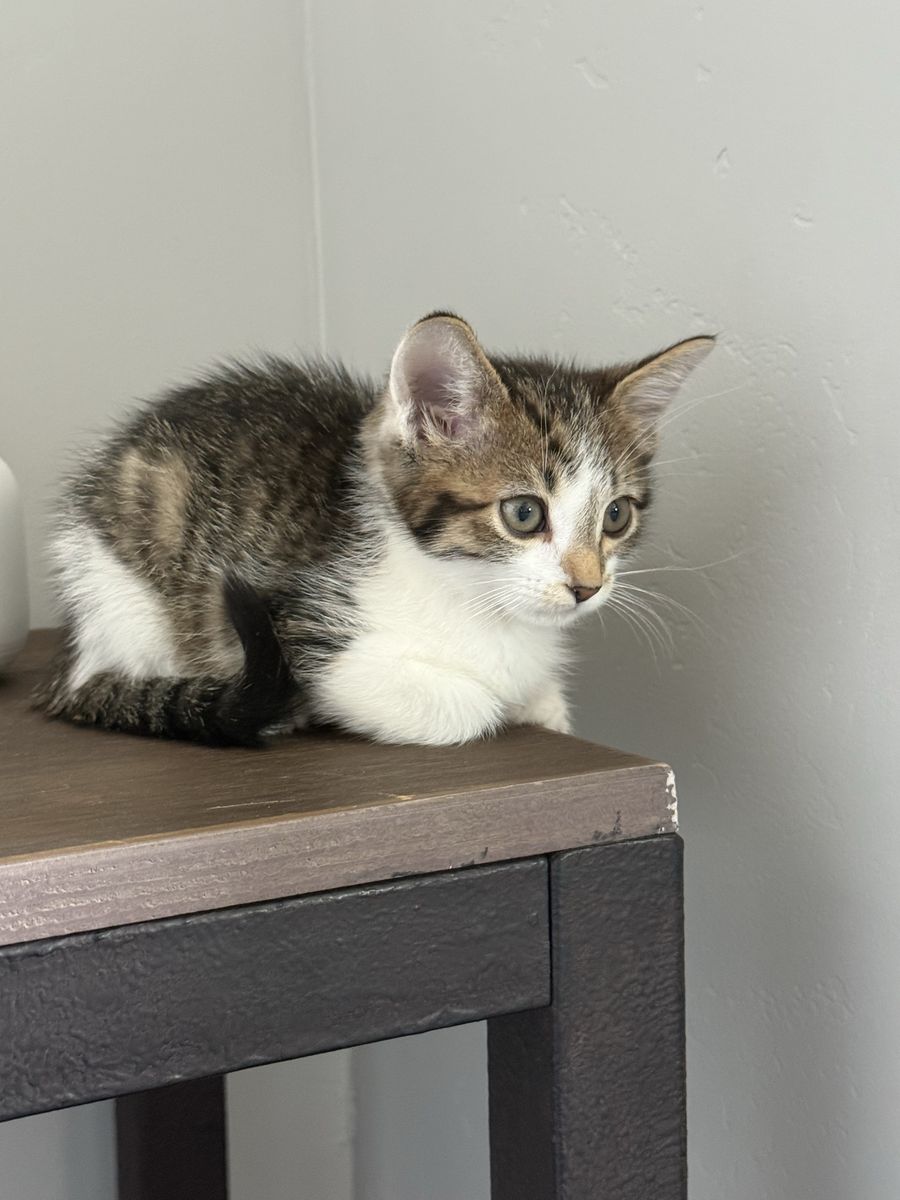 Vaccinated 8 week beautiful tort and white tabby kittens. Super affectionate!