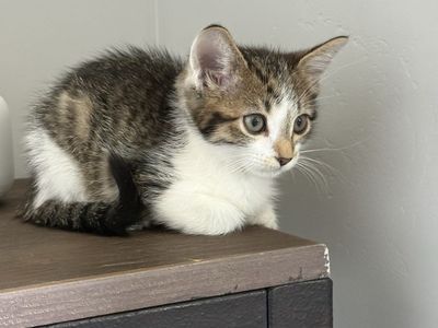 Vaccinated 8 week beautiful tort and white tabby kittens. Super affectionate!