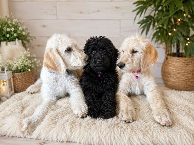 Labraddodles puppies 1&2nd shot