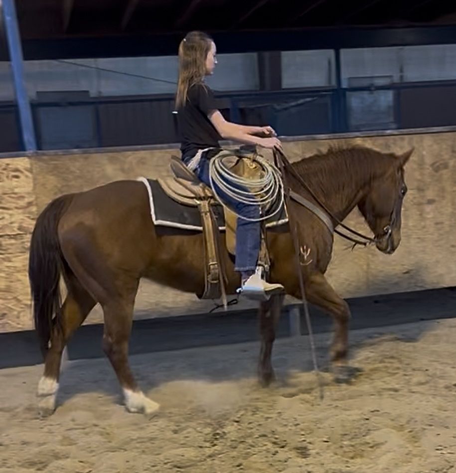 Registered well bred mare