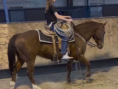 Registered well bred mare