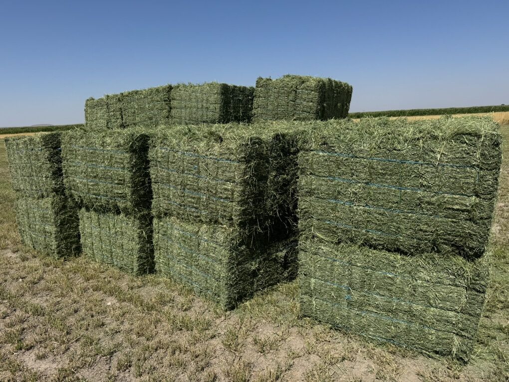 Premium Alfalfa Small Bale Bundles