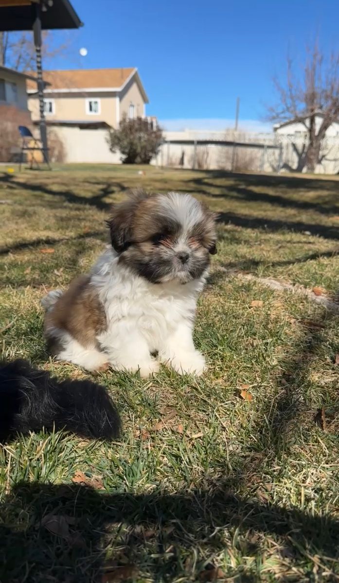 Puppy Shih Tzu