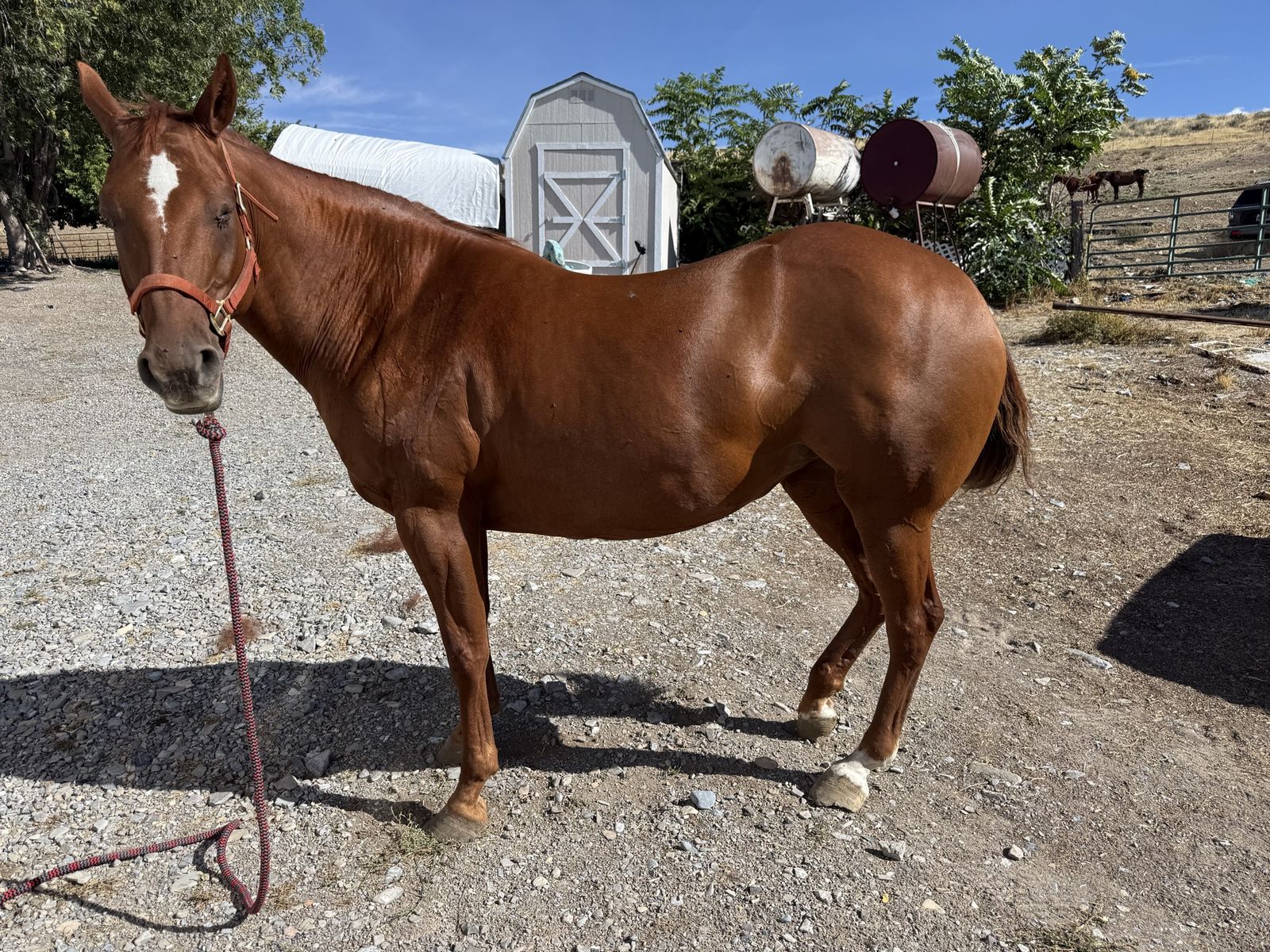 2013 mare
