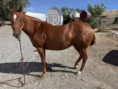2013 mare