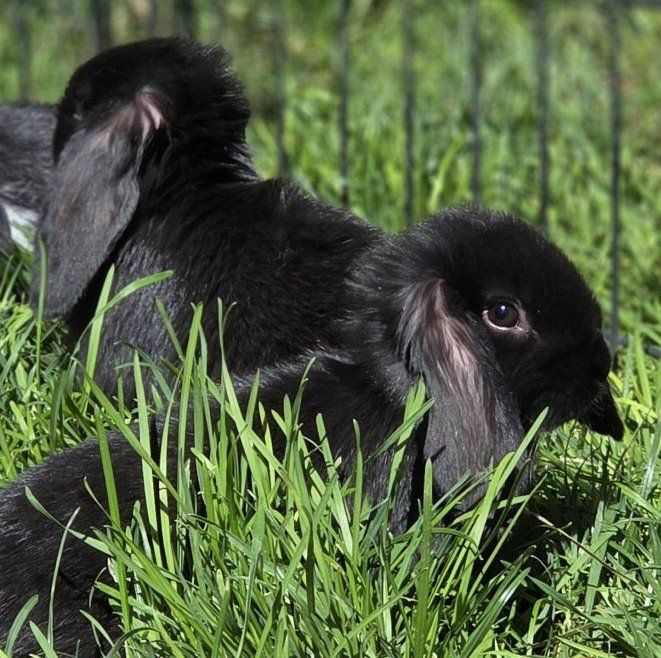 Baby Mini Lop Bunny Rabbits