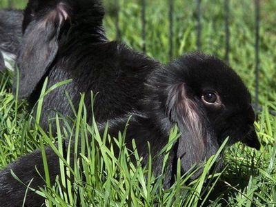 Baby Mini Lop Bunny Rabbits