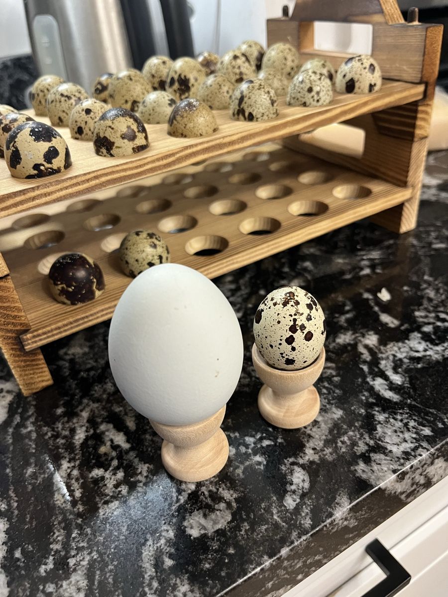 Fertile silkie and quail eggs