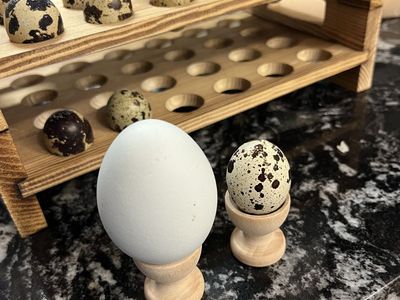 Fertile silkie and quail eggs