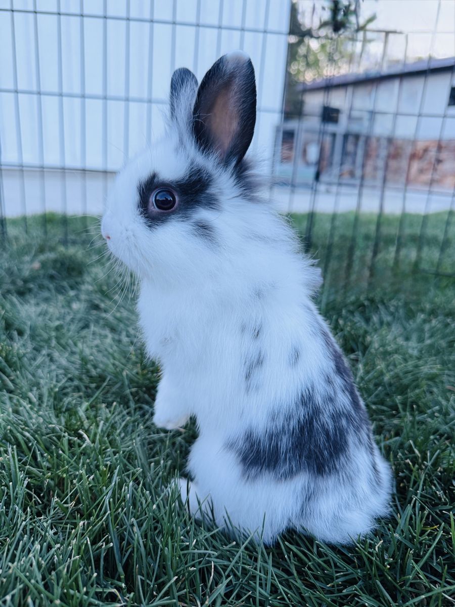 Lionhead mix bunnies