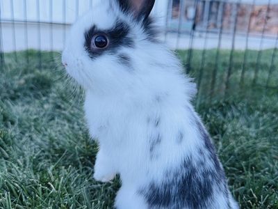 Lionhead mix bunnies