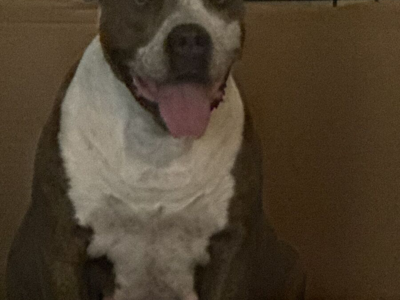 3 purebred pitbull puppies